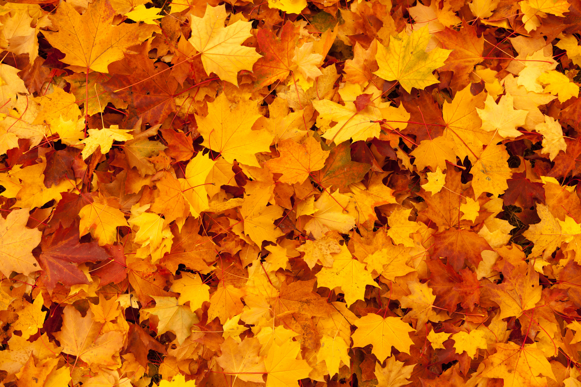 Red and yellow maple leaves covering the entire surface