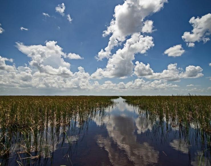 Image of wetlands