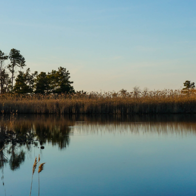 Maryland wetlands with plants and trees surrounding marsh and lake