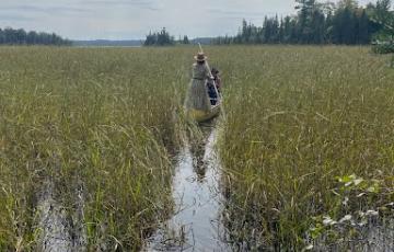 The author and her daughter in a canoe harvesting manoomin (wild rice)