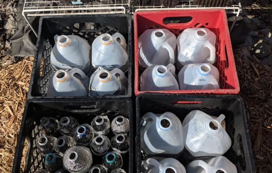 Milk jugs and water bottle containers filled with soil and seeds outside in milk crates