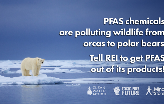 PFAS chemicals  - toxic free future - rei campaign  image of polar bear on ice